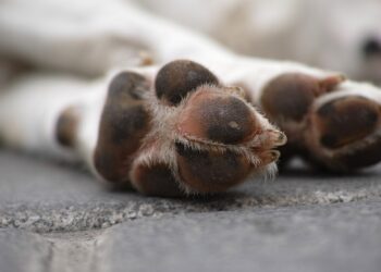 Polícia investiga a morte de mais de 60 cachorros em Teixeira, no Sertão da PB