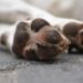 Polícia investiga a morte de mais de 60 cachorros em Teixeira, no Sertão da PB